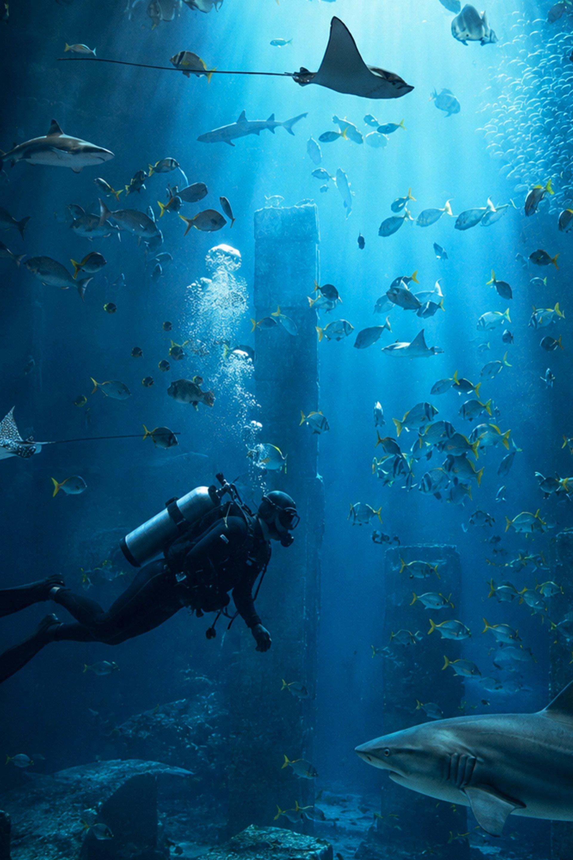 Diving Feeding